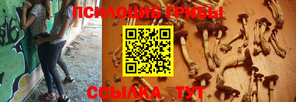 продажа наркотиков  Вход с VPN  Прохладный  Псилоцибиновые грибы GOLDEN TEACHER  Псилоцибиновые грибы Cubensis 